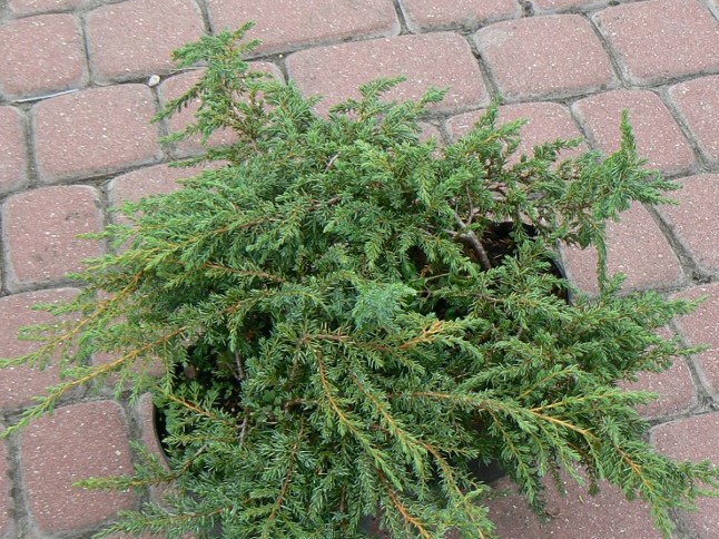 Можжевельник обыкновенный Грин Карпет